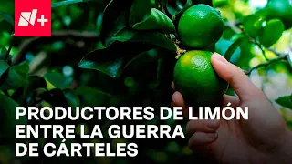 Productores de limón en Michoacán sufren amenazas del crimen organizado - En Punto