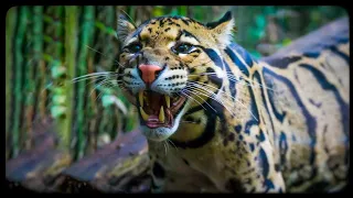 ✔ CLOUDED LEOPARD ☁️- Modern Sabertooth / Surprising Features and Facts