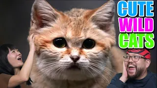 Cutest wild cats you'll never see, the Salt and Sand cats.