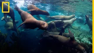 ¡Luchando por su entorno! Tres NUEVOS parque marinos, para proteger la Biodiversidad | NatGeo