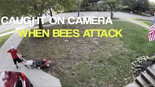 Caught on Camera: When Bees Attack