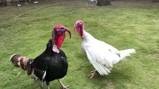 Turkey birds fighting #viral #turkeyfight