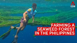 A seaweed forest being farmed in Cebu, in the Philippines