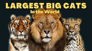 Largest Big Cats in the World