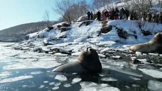 Сивучи на Камчатке