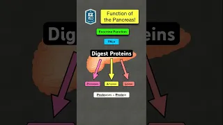 🔥 How to Remember the Function of the Pancreas [Digestive System]