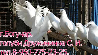 г.Богучар. Голуби Дружинина. С. И.      тел 8-950-775-23-25.