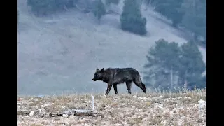 Wapiti Lake Pack Wolf Behavior on Display