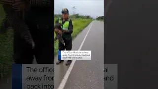 Police officers in Peru rescue a sloth after it was found slowly crawling across a busy highway