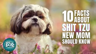 10 Important Facts about Shih Tzu Every New Mom Should Know