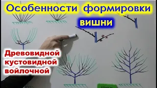 ОСОБЕННОСТИ формировки и ОБРЕЗКИ ВИШЕН, кустовидных, древовидных, войлочных