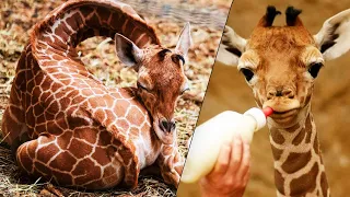 15 Amazing Facts About Baby Giraffes