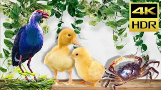 Cat TV for Cats to Watch - Cat Videos HDR - Bird 4K, Chicken Compilation, Duck & Crab Compilation #3