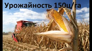 Работа кукурузной жатки при урожайности 150ц га. Отзыв фермера