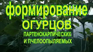 ФОРМИРОВАНИЕ ПАРТЕНОКАРПИЧЕСКИХ И ПЧЕЛООПЫЛЯЕМЫХ ОГУРЦОВ В ТЕПЛИЦЕ.