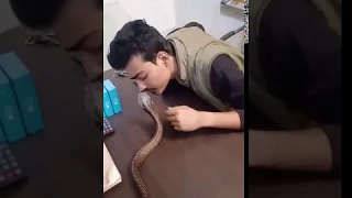 Live Snake bites..live