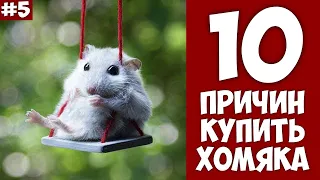 10 причин купить ХОМЯКА - Хозяин Лев