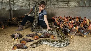 Bad Day, Giant PYTHON Attack Chicken Farm - Harvest Tomatoes Goes to the Market Sell | Free New Life