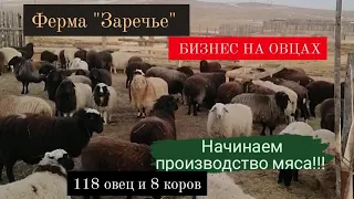 Ферма,, ЗАРЕЧЬЕ,, Начало овцеводства и скотоводства.