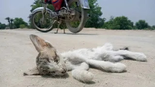 Attempt Rescue Mishcivious kitten in a CAR accident//Most Emotional Burial BCZ Kitten Lost its life