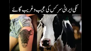 Lucky Irani Circus Cow