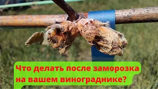 Весенние заморозки и что делать после них / Spring frosts and what to do in the vineyard after them?