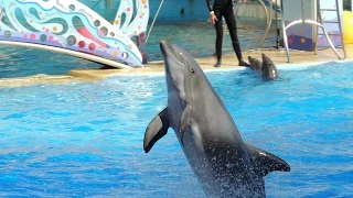 Les dauphins - Marineland 2014