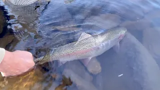 Our Biggest Mountain Trout Ever | High Alpine Backcountry Camping