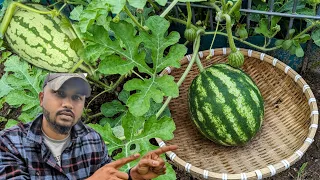 #1 Mistake when growing Watermelon ! 🍉 #watermelon #garden #gardening