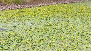 L'acqua del canale diventa un quadro di Monet