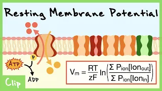 Goldman Equation And The Resting Membrane Potential Explained | Clip