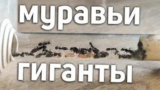 МУРАВЬИ ГИГАНТЫ - Camponotus vagus И Camponotus ligniperda | Содержание муравьёв ГИГАНТОВ!