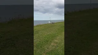 Baby seagull is starving ! It wants food !