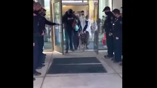 Полицейские Встречают Служебного Пса, которого Выписали из Больницы после Ранения