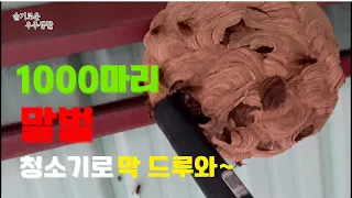 말벌집 청소기로 다 빨아버리기// 한번도 안먹은 사람은 있어도 한번만 먹어본 사람은 없다.. Hornets Removal .. #말벌 #말벌집 #말벌집제거 #wasp #hornet