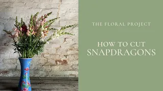 How to Cut Snapdragons For The Longest Vase Life