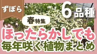 ほったらかしでも毎年咲く植物💐6品種紹介！【春特集】ずぼらガーデニングの花壇で大活躍‼️