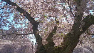 Cherry Blossom Festival UW