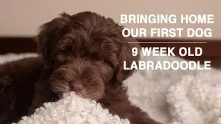 Bringing Home Our New Puppy | 9 Week Old Labradoodle Puppy