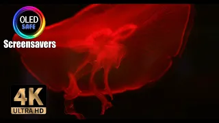 Jellyfish Screensaver Multi-Colored - 11 Hours - 4K - OLED Safe