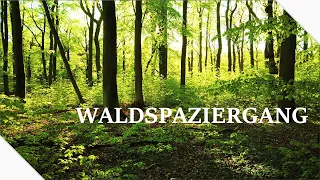 Finally green in the forest ∷ German Wood walking in May ∷ Nature sounds ∷ Relaxing in nature