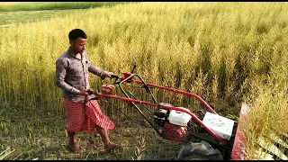 MUSTARD SEED PLANT HARVEST 🌱