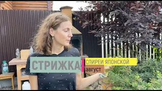 Стрижка СПИРЕИ ЯПОНСКОЙ. Как я это делаю в августе