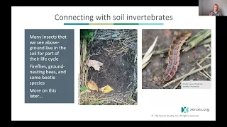 Invertebrate animals and soil life