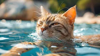 Calming Music for Anxious Cats 😺 Soothing Sounds for Deep Relaxation and Sleep 😴
