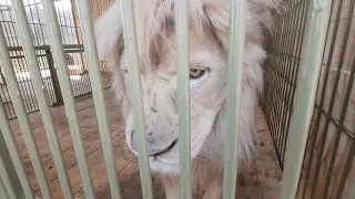 Лев Кай получил угощение, а Сандра добавку🍗🦁 ПАРК ЗЕМЛЯ ПОРАЙДА