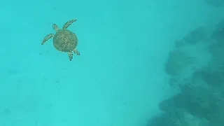 Mystery Island , Vanuatu - Snorkeling & Turtles! | Aneityum Island | Keamu Village , 26th Dec 2019