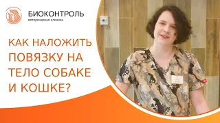 🐶 Как правильно накладывать повязку на тело собаке и кошке? Как накладывать повязку собаке и кошке.