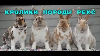 Кролики породы "Рекс", описание породы.