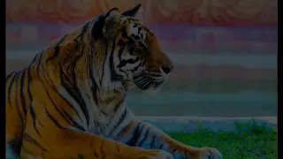 5 facts you probably did not know about tigers